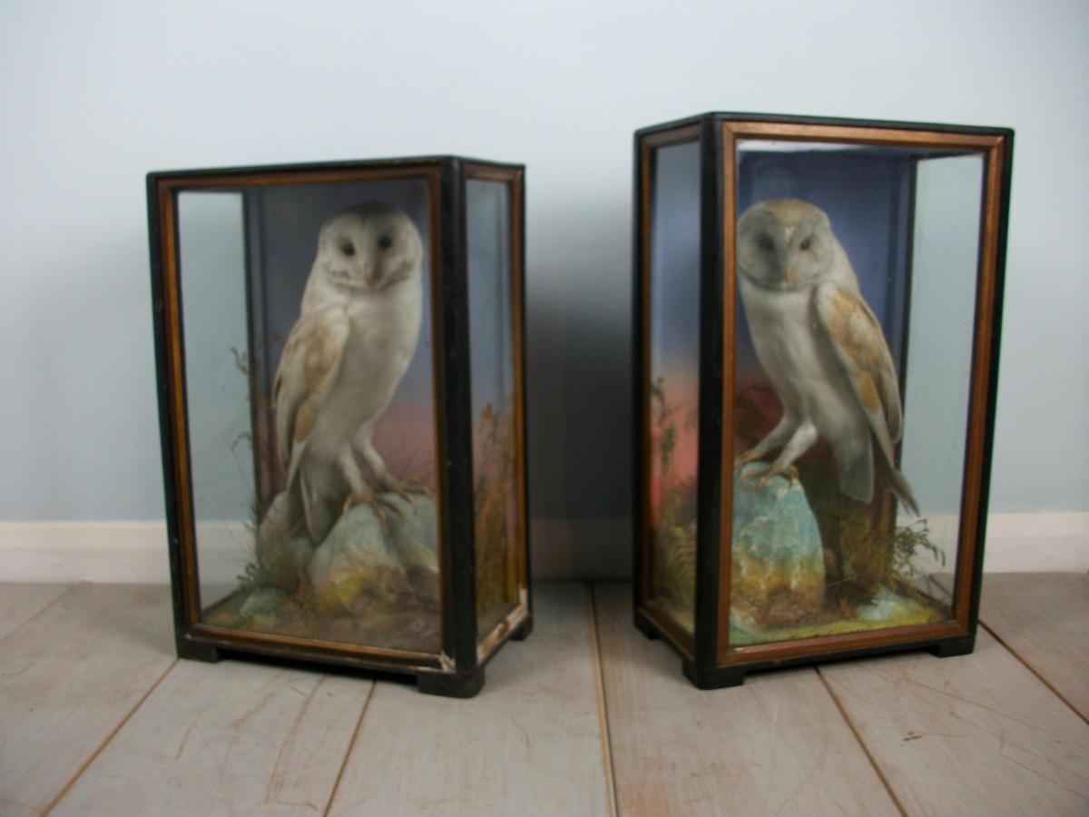 Victorian antique taxidermy by James Hutchings of Aberystwyth, Wales (2).JPG